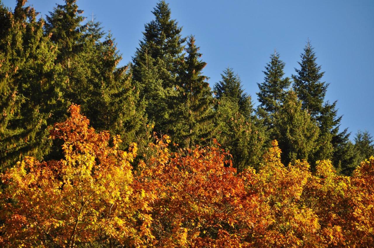 Flair-Hotel Waldfrieden Oberweißbach Exteriör bild
